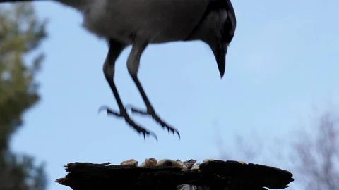 Blue jay gulps down multiple peanuts. Video stock 148676822