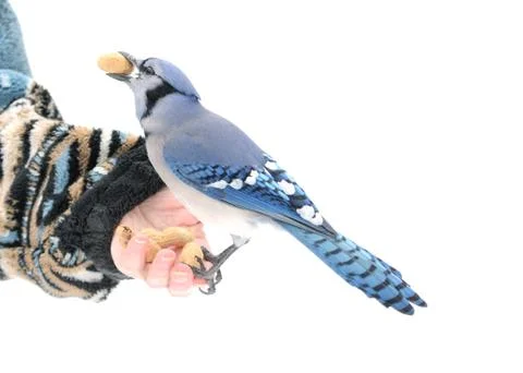 Blue jay in hand Stock Photos