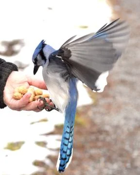 Blue jay in hand Stock Photos