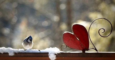 Blue Jay Heart Stock Footage 123929545