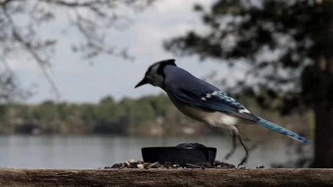 Blue jay hops about on feeding platform. Video stock 148676914