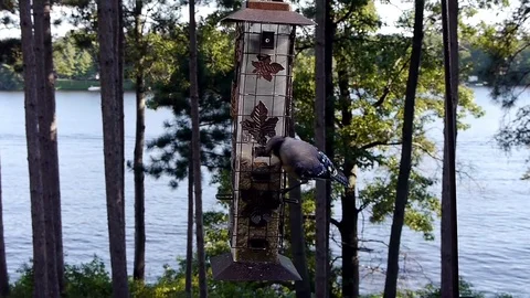 Blue Jay hops onto feeder by lake to gulp down nuts and seed. Stock-Footage 71136706