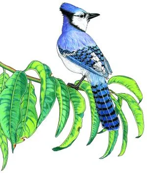 Blue Jay Stock Illustration