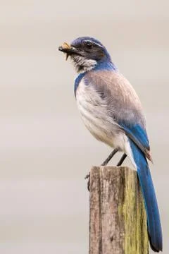 Blue Jay with Insect Stock Photos