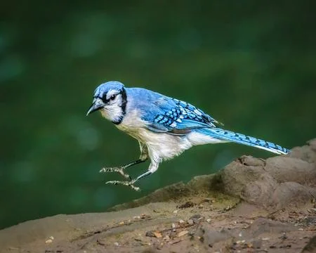 Blue Jay Jumping on Ground. 스톡 사진