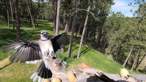 Blue Jay landing and taking off in SloMo Stock Footage 111685234