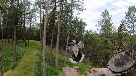 Blue Jay landing &amp; taking off in slow motion Stock Footage 111685232