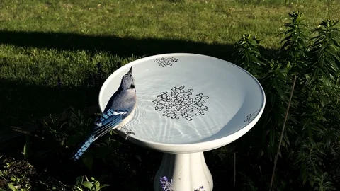 Blue jay lands at bird bath for a fresh, clean, and cool drink. Video stock 88724128