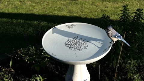 Blue jay lands on bird bath at sunset and casts a shadow on the water. Stock-Footage 88724400