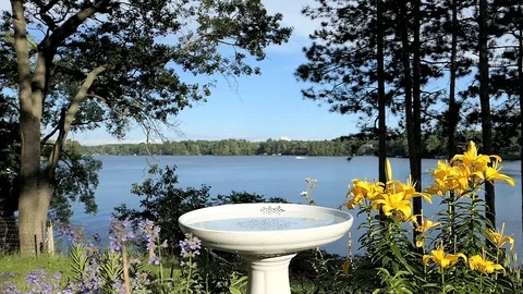 Blue jay lands at a bird bath to drink among pretty flowers by a lake. Video stock 99753784