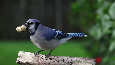 A blue jay lands on a branch, grabs a peanut Stock Footage 264181295