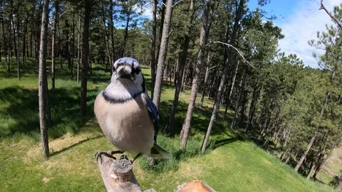 Blue Jay lands directly in front of camera &amp; departs at regular speed Stock Footage 111685135