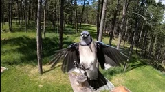 Photograph, Blue Jay fledgling begs for food