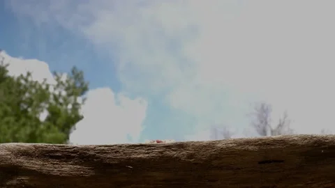 Blue jay lands to fill its beak with nuts then fly away. Video stock 148675259