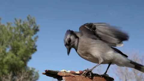 A Blue jay lands to quickly take a nut then fly away. Stock-Footage 148675238