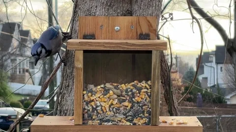 Blue Jay Lands Runs up Limb Steals Peanut Stock Footage 304883419