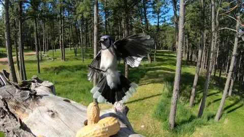 Blue Jay lands in slow motion in front of the camera &amp; flies away Stock Footage 111684540