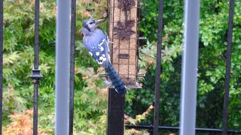 Blue jay at left side of bird feeder Stock Footage 94002314