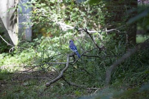 Blue Jay on a Limb Stock Photos