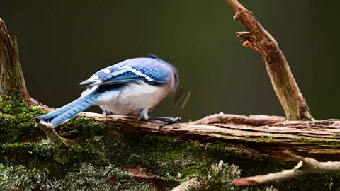Blue Jay on a log Stock Footage 301793529