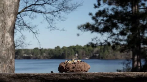 Blue jay makes long approach before landing on a platform feeder. Video stock 148676858