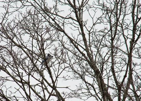 Blue jay with nut-2 Stock Photos