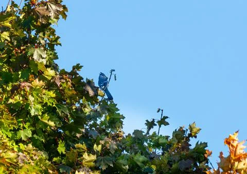Blue Jay with a nut Stock Photos