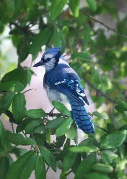 Blue Jay in Oak Tree Stock Photos
