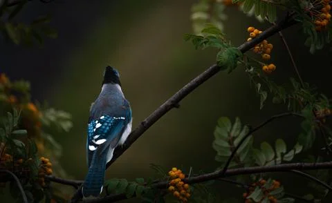 Blue Jay Perched Among Orange Berries in Dark Foliage Stock-Fotos