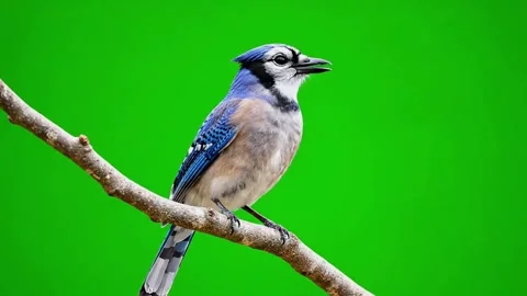 Blue jay perched on a branch against a pure green background Stock Footage 320613356