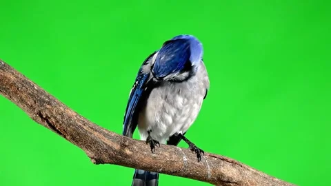 Blue jay perched on a branch against a vibrant green background Stock Footage 320613372