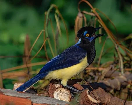 Blue jay perched on branch Foto stock