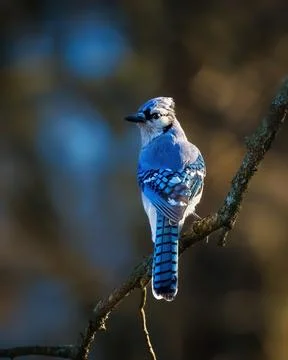 Blue Jay perched on a branch 스톡 사진