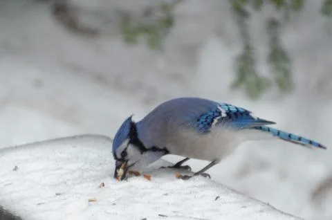 A blue jay perched eats seeds and nuts from a picnic table covered in snow. T 스톡 사진