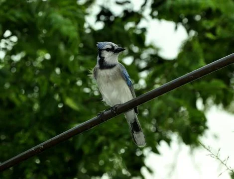 Blue Jay Perched Stock Photos