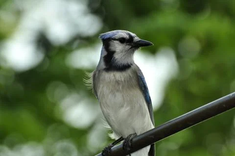 Blue Jay Perched Stock Photos