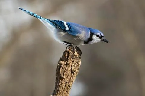 Blue Jay perched on a stump. Stock Photos