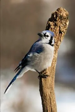 Blue Jay perched on a stump. Stock Photos