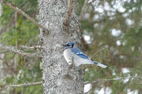 Blue Jay Perched on a Tree Branch Foto stock