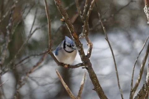 Blue Jay Perched on a Tree Branch 写真素材