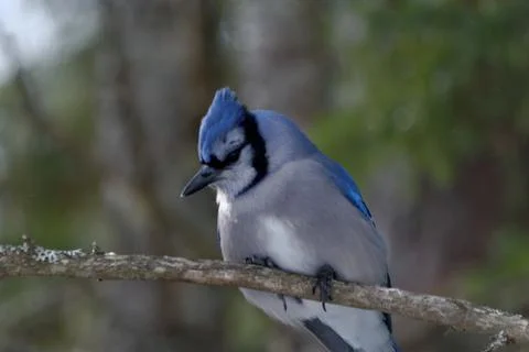 Blue Jay Perched on a Tree Branch 스톡 사진