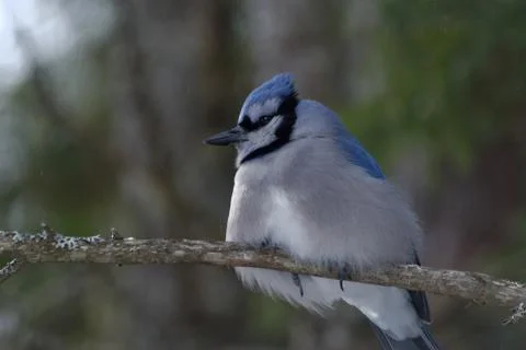 Blue Jay Perched on a Tree Branch 스톡 사진