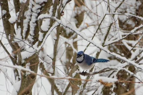 A Blue Jay Perched on a Tree Branch in Winter Фото
