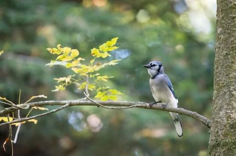 Blue Jay Perched on a Tree Branch 스톡 사진