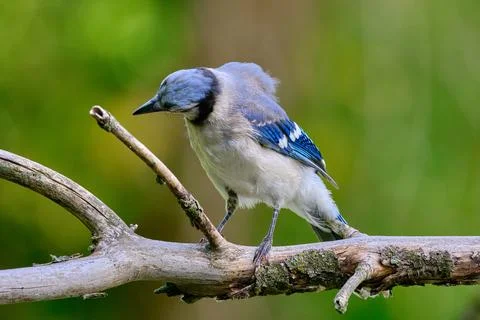 Blue Jay Perched on a Tree Branch in a Vibrant Natural Setting 2 Stock Photos
