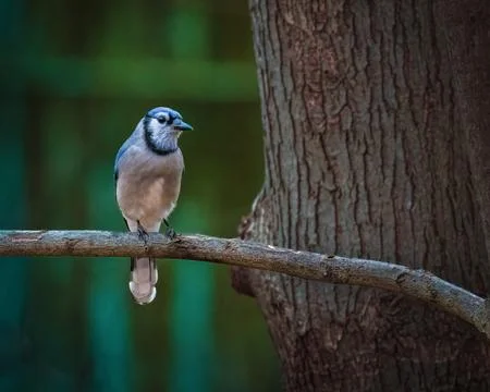 Blue jay perched on a tree branch 스톡 사진