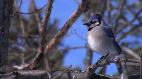 Blue Jay Perched in Tree Stock Footage 36093281