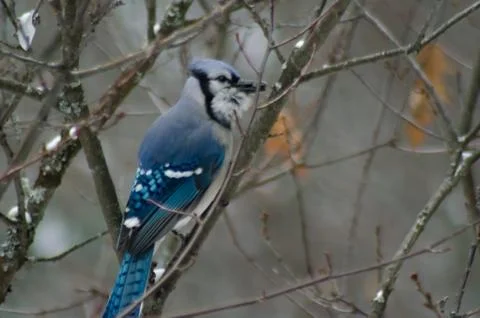 Blue Jay perched in a tree 写真素材