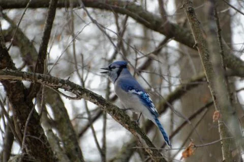Blue Jay perched in a tree in winter 스톡 사진