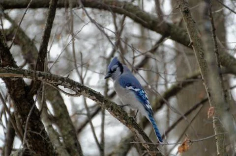 Blue Jay perched in a tree in winter 스톡 사진
